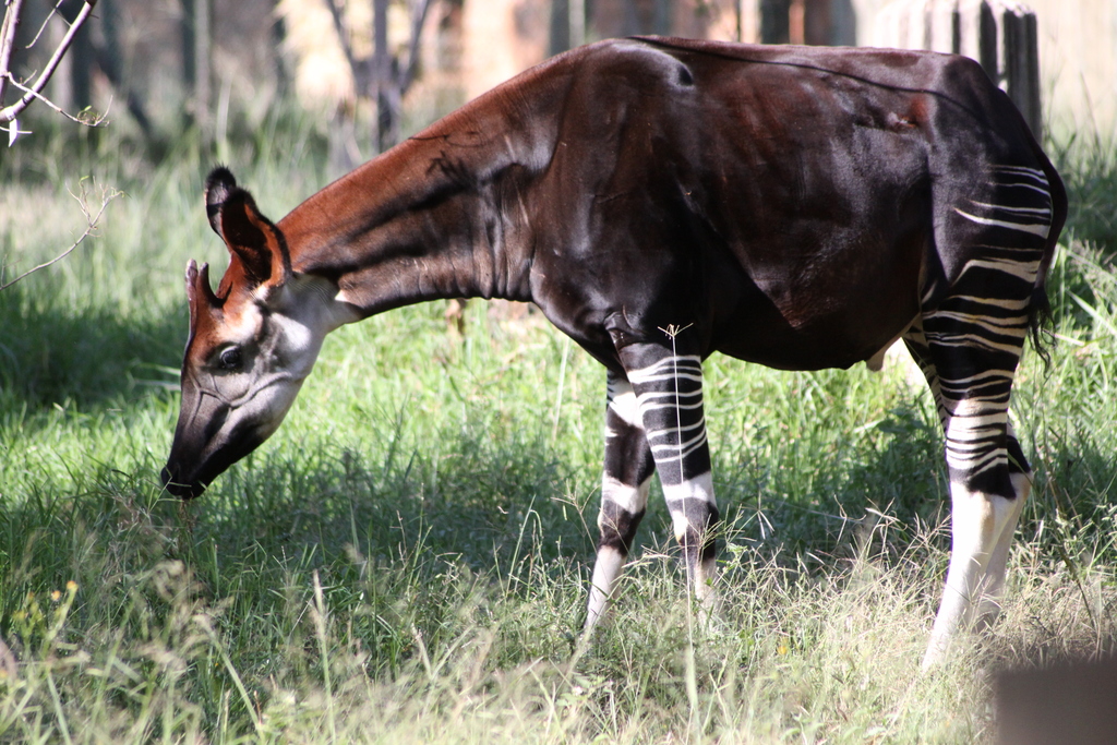 Okapi (Okapia johnstoni), Flickr, Derek Keats