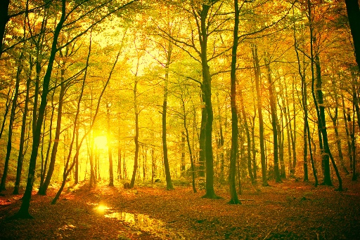 Mystical forest, Flickr, Ernst Vikne