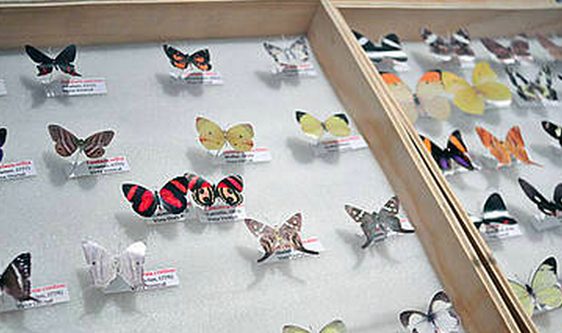 Mariposas, indicadores de la calidad del hábitat. Tomado Agencia de noticas UN