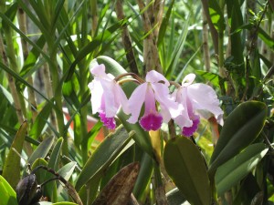 Orquideas - Fotografía: E.P.M.