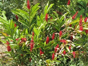 Ginger rojo. Familia Heliconias.