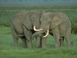 elefantes-1.jpg