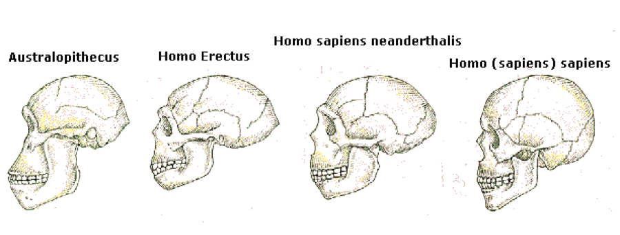 Череп хомо хабилис и австралопитека. Строение черепа австралопитека. Строение черепа Антропогенез. Черепа австралопитека и хомо сапиенс.
