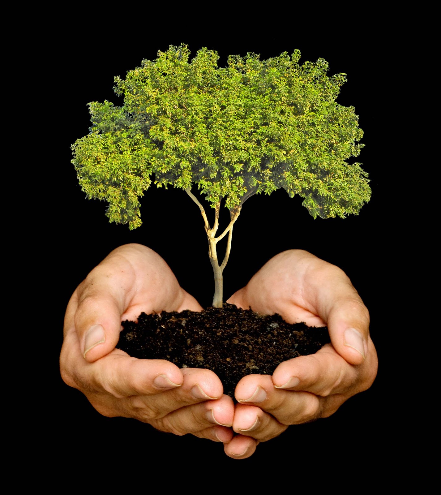 Plantemos un árbol, y otro árbol | Blogs El Espectador