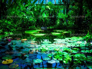 lilies greenhouse