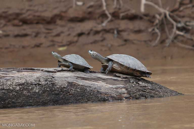 Tortugas de río en Colombia. Las tortugas, los delfines y las nutrias son parte de las especies acuáticas amenazadas por la construcción de presas, pero el peligro se extiende también a las aves, los murciélagos y  animales terrestres. Foto: Rhett A. Butler