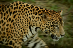 El-parque-Madidi-tiene-una-poblacion-de-300-jaguares.png