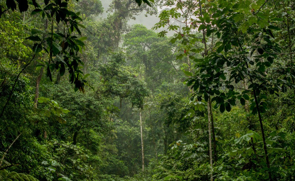 Ikiam está ubicada en el corazón de la Amazonía ecuatoriana, a unos pocos kilómetros de la Reserva Biológica Colonso Chalupas. Foto: Martín Bustamante.