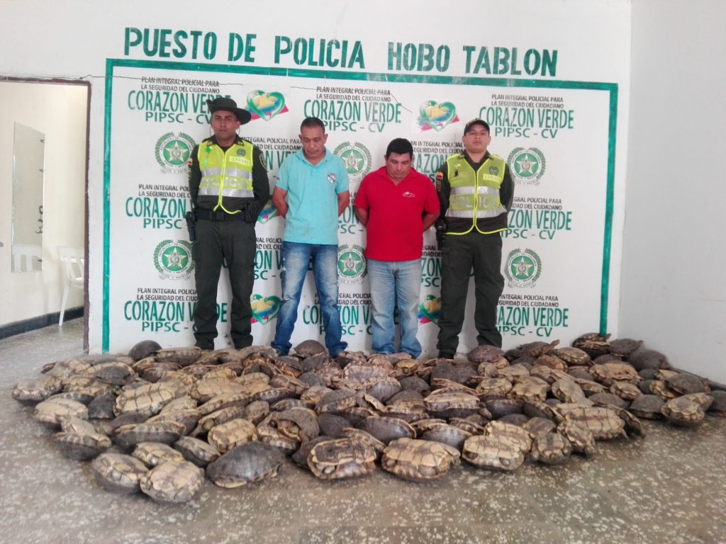 Decomiso de 192 tortugas Hicoteas en Córdoba. Foto: Cortesía de la Policía Ambiental de Córdoba. 