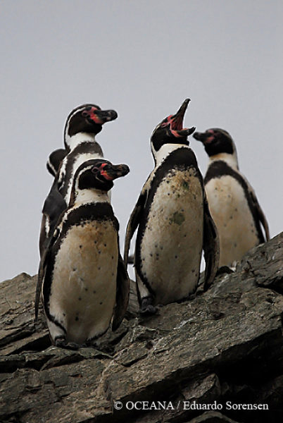 Los pingüinos de Humboldt (Spheniscus humboldti) son una especie catalogada como vulnerable por la Unión Internacional de la Conservación de la Naturaleza (IUCN por sus siglas en inglés). Foto de © OCEANA | Eduardo Sorensen