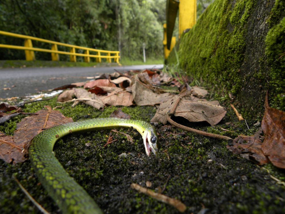 Serpiente Jueteadora (Chironius monticola) en la vía El Escobero en el municipio de Envigado, Antioquia. Foto de Tayra -Transporte, Animales y Registro de Atropellamientos. 