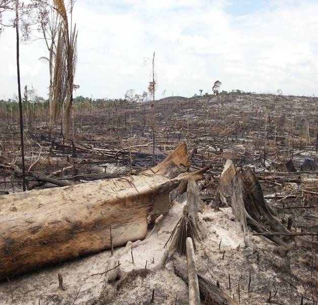 En el 2015 se derribaron 23 812 hectáreas de bosques para abrirle paso a la ganadería y a los cultivos ilícitos, según el IDEAM. Foto: Cortesía de la Subdirección de Administración Ambiental, Corpoamazonia.