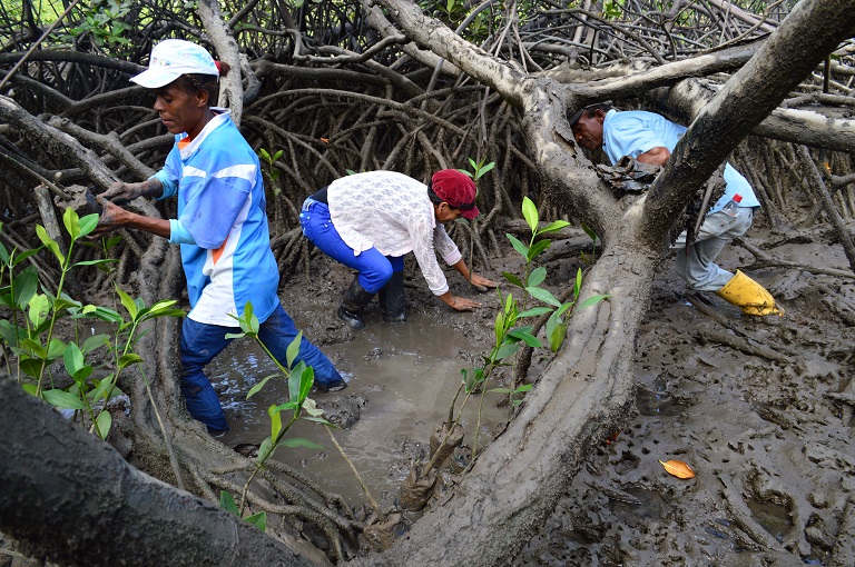 Concheras en Sanquianga recolectando piangua en el manglar. Foto cortesía de los Parques Nacionales Naturales de Colombia.