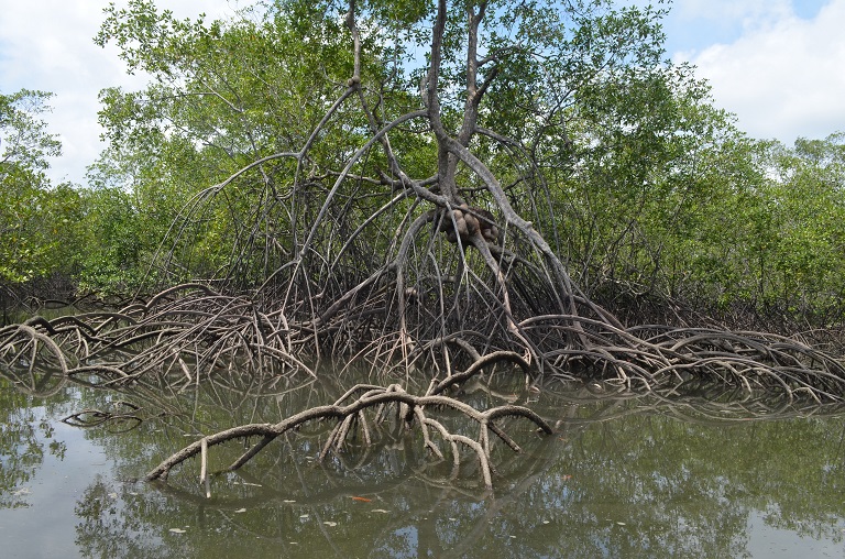Las raíces profundas y entrecruzadas del mangle crean una barrera natural contra tsunamis e inundaciones. Foto cortesía de los Parques Nacionales Naturales de Colombia.