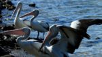 gorgona-pelicanos