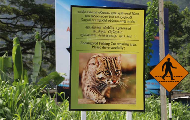 Los accidentes de tráfico son una amenaza importante para los gatos pescadores en Sri Lanka. Para combatir este problema, un grupo de conservacionistas dirigidos por Ashan Thudugala empezó a colocar señales en la carretera. Hasta ahora se han situado 14 señales en distintas zonas, y no se han registrado más muertes por accidentes de carretera en esos lugares. Foto de Ashan Thudugala.