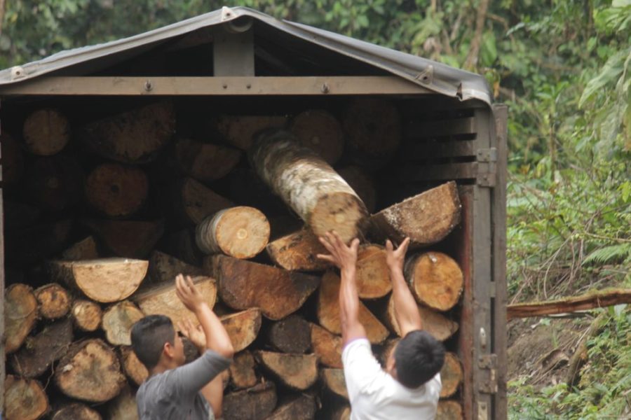 La madera producto de la tala es transportada en grandes camiones. Las partes del tronco y ramas son llevados a aserraderos y centros de acopio. Foto de Omar Coloma.
