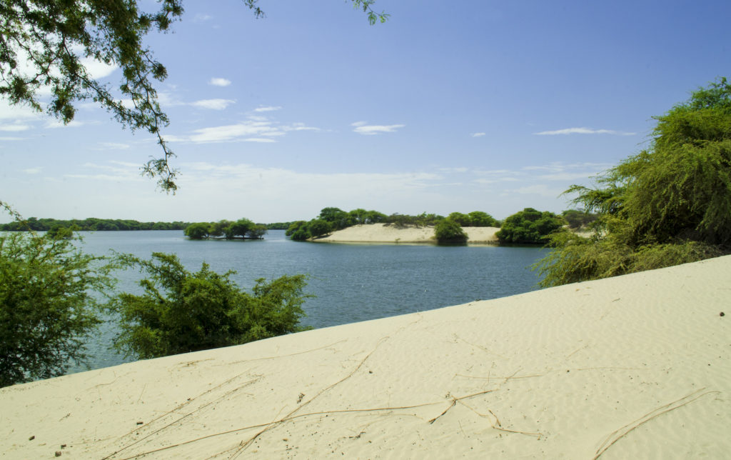 Laguna Ñapique, ubicada en el Desierto de Sechura (norte de Perú), es uno de los lugares donde ha sido observado. Foto: Álvaro García Olaechea.