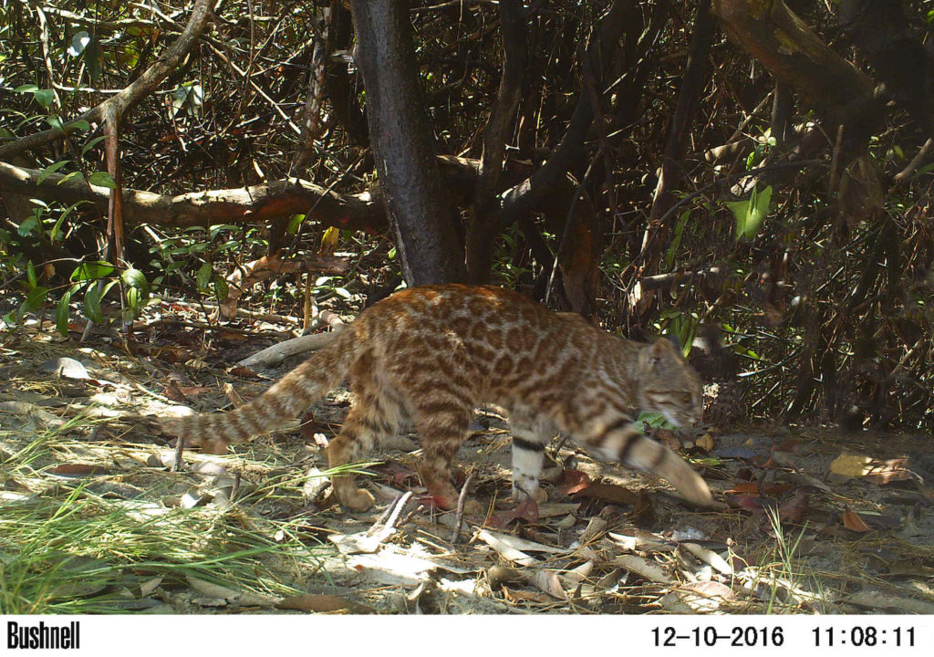 Leopardos coloco captado por cámara trampa. Foto: Cindy Hurtado y Álvaro García Olaechea.