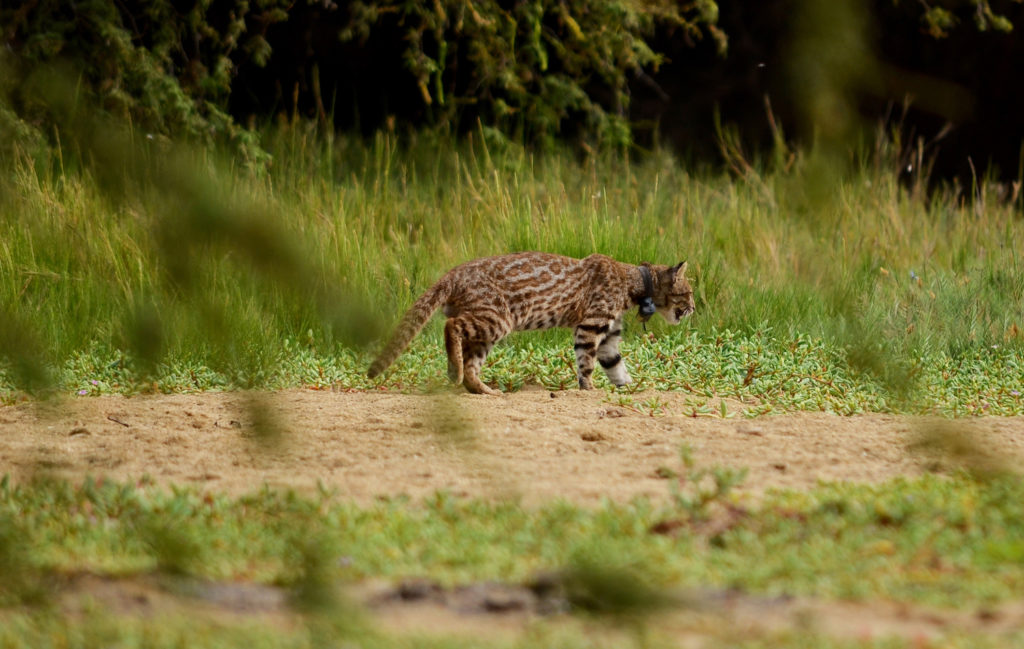 Gato del desierto o gato de pajonal liberado luego de colocarle un collar con GPS. Foto: Álvaro García Olaechea.