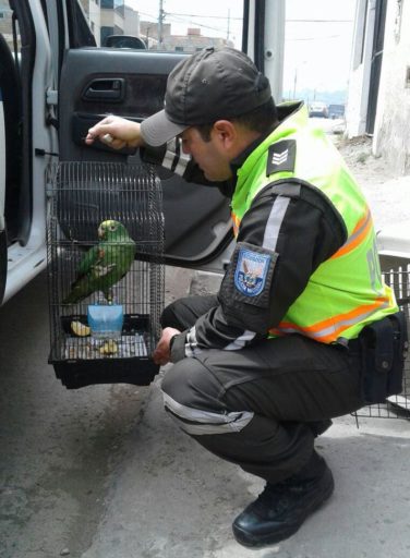En la provincia de Azuay, agentes de la UPMA rescataron un ave que estaba en cautiverio. Foto de Twitter @PoliciaEcuador