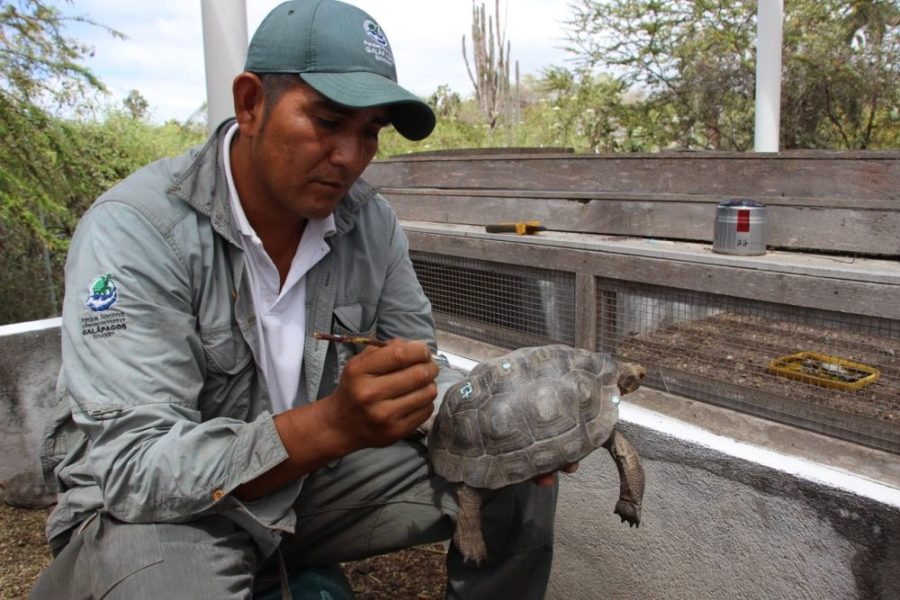 Ecuador Las Tortugas Gigantes De Galápagos Y Su Lento Camino Hacia La Recuperación Blogs El 3072