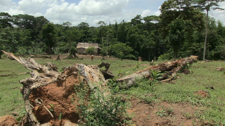 Áreas recientemente deforestadas en reserva Bosawas. Foto: Michelle Carrere.