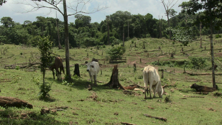 Áreas recientemente deforestadas en reserva Bosawas. Foto: Michelle Carrere.