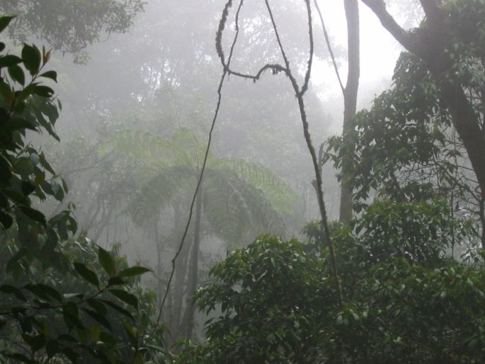 Macanal, reserva natural privada cubierta de niebla. Foto de Diego Higuera.