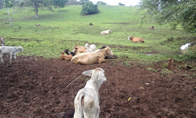 A pesar del fuerte impacto de la ganadería en los bosques, la Reserva de Biosfera del Sureste de Nicaragua es la zona con más actividad ganadera del país. Foto: Wilder Pérez R.