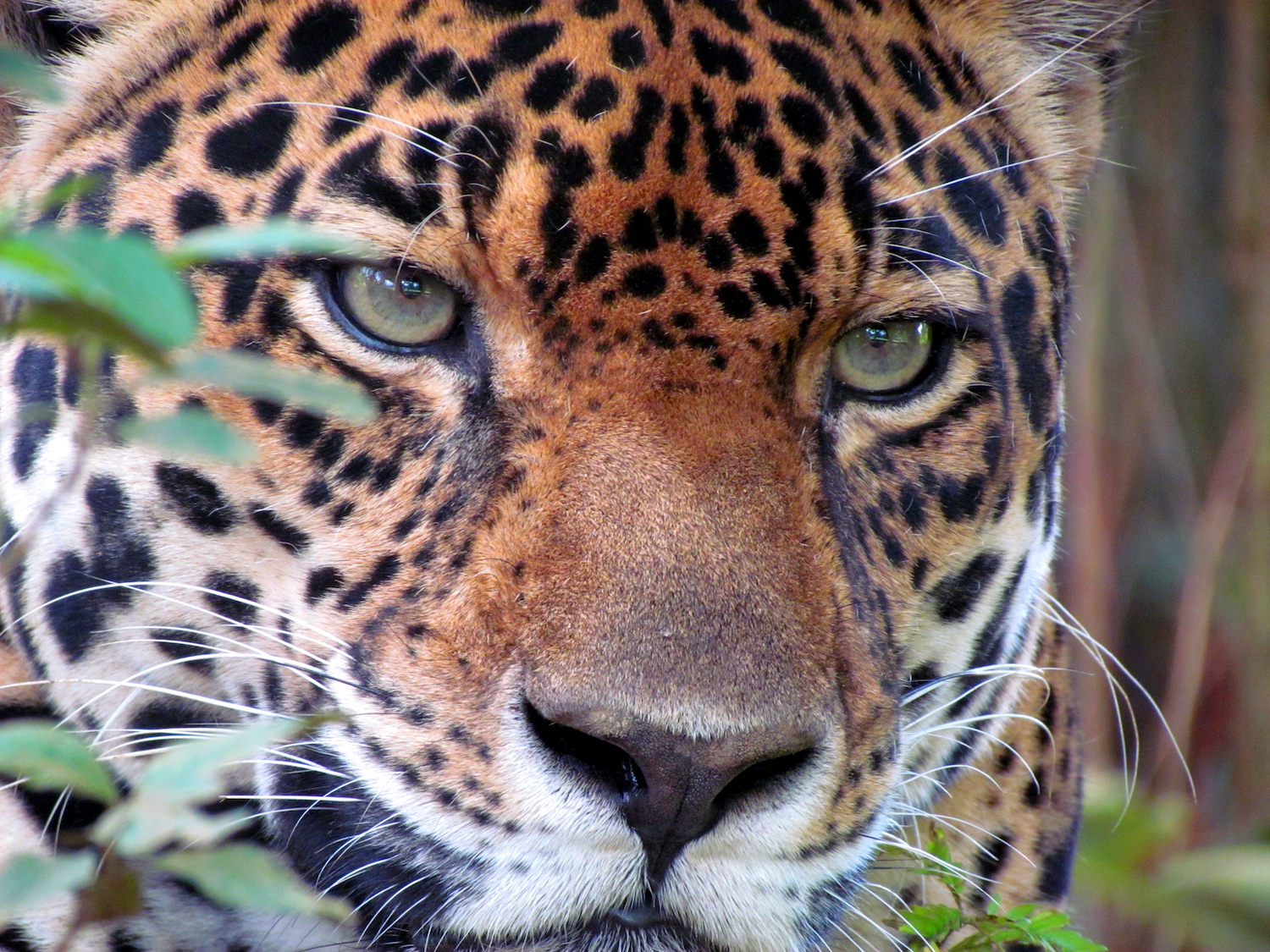 Jaguar (Pantera Onca). Foto: PROCAT Colombia.