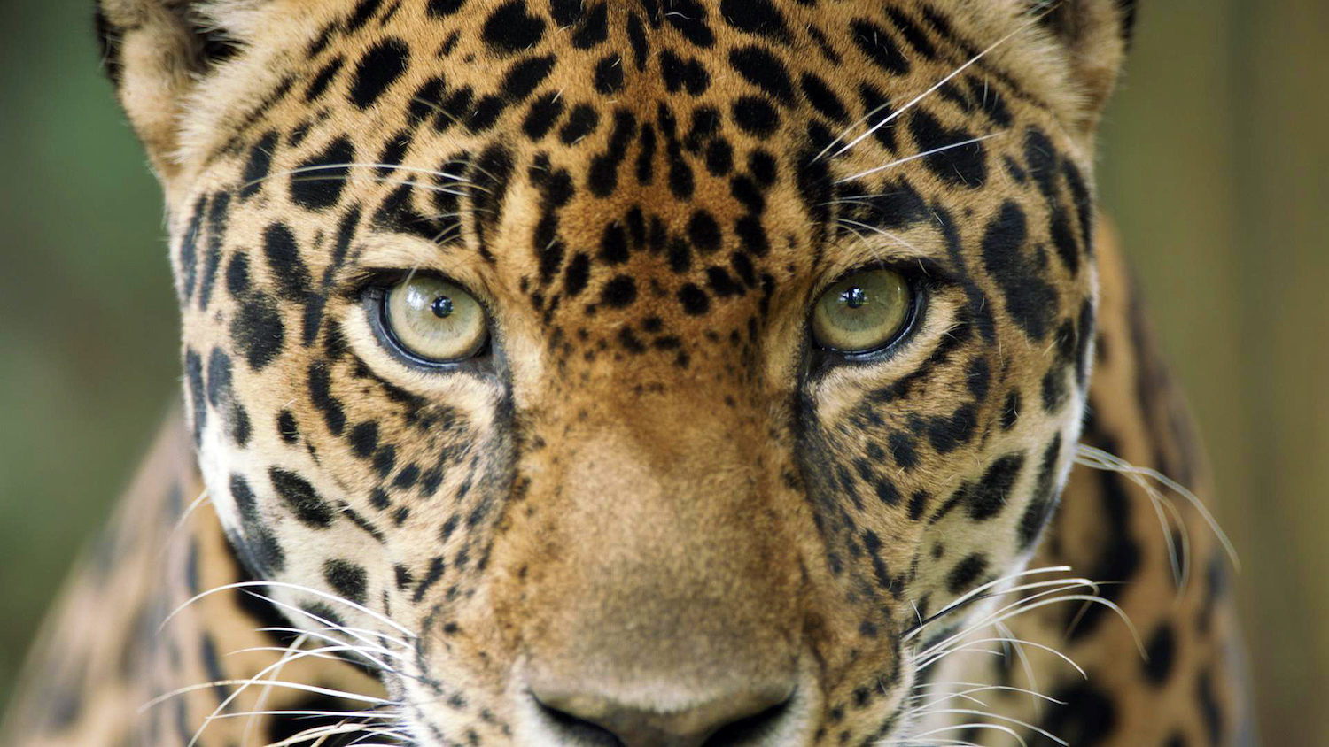 Las alertas recientes de deforestación en Colombia amenazan el hábitat de los jaguares. Foto: PROCAT Colombia.