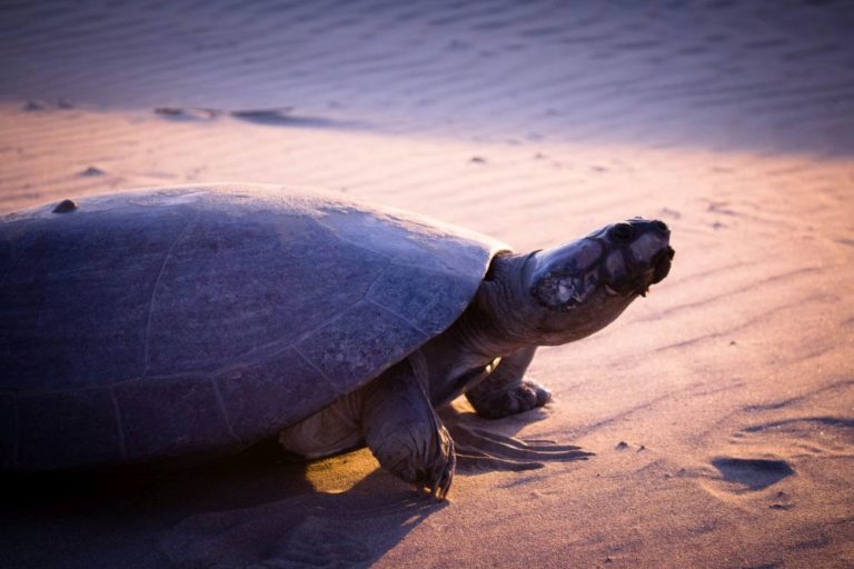 El comercio ilegal es una amenaza para las tortugas en la Orinoquía y la Amazonía de Colombia. Foto: Fundacion Omacha.