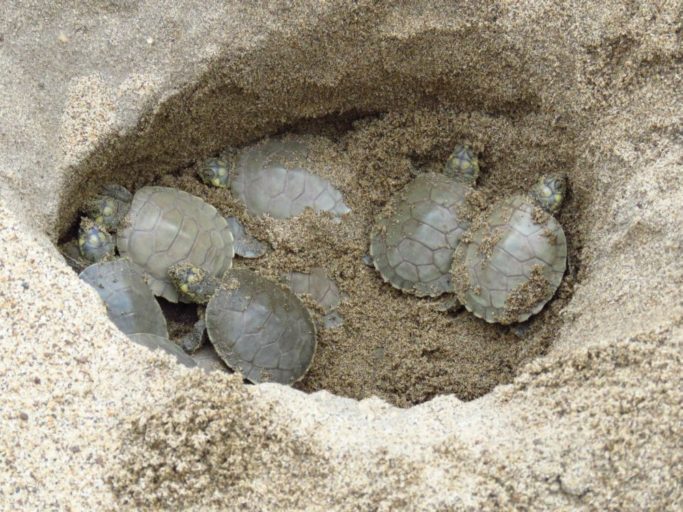 Los tortuguillos también son víctimas del comercio ilegal en la Orinoquia y Amazonía de Colombia. Foto: Fundación Omacha.