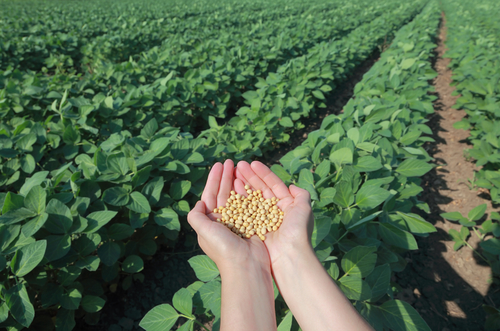 Human hand with soy seed and soy field