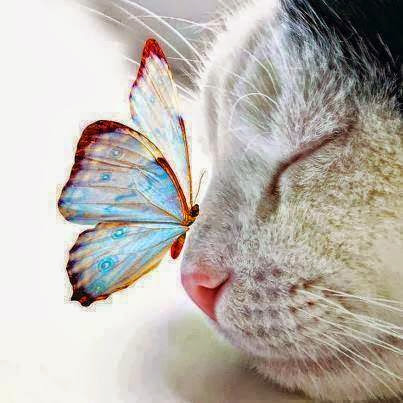 10-hermosas-imagenes-de-gatos-con-mariposas