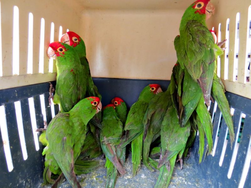 Loros cabeza roja rescatados durante un operativo policial contra el tráfico ilegal en el Perú. Las aves son una de las especies más solicitadas por los compradores asiáticos/ Cortesía de Serfor.