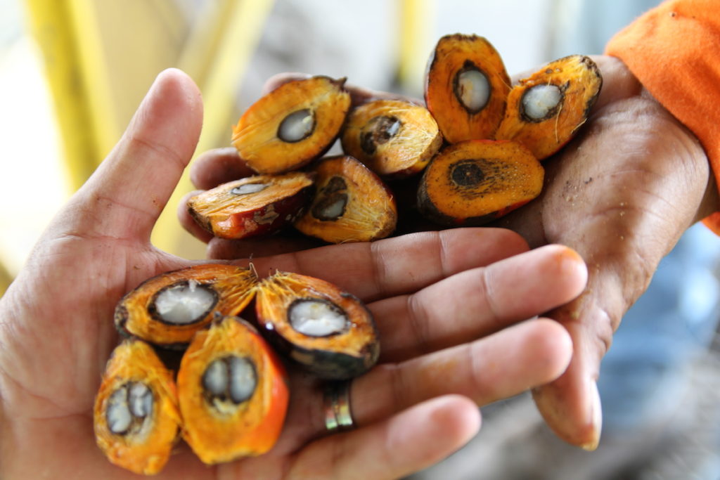 El aceite de palma proviene del fruto de la palma aceitera. Foto de Kimberley Brown para Mongabay
