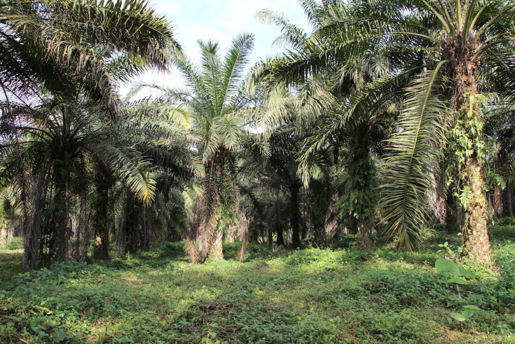 Una plantación de palma aceitera en La Concordia, Ecuador, que pertenece a ANCUPA, la Asociación Nacional de Cultivadores de Palma Aceitera. Foto de Kimberley Brown para Mongabay