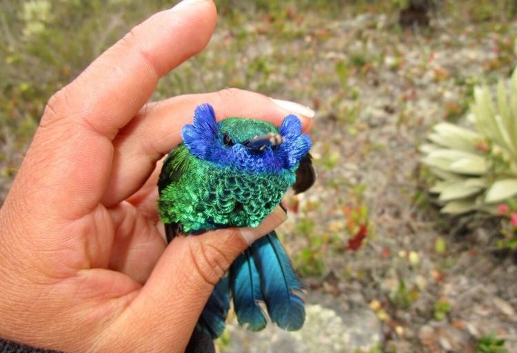 Colibri en la reserva Semillas. Foto: Maribel Huertas
