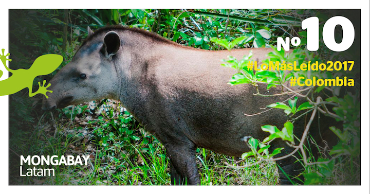 El tapir de tierras bajas es una de las especies de este mamífero que se encuentran en Colombia. Foto de Diego J. Lizcano.