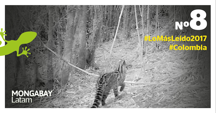 Tigrillo lanudo (Leopardus tigrinus). Foto: Cortesia PROCAT Colombia.