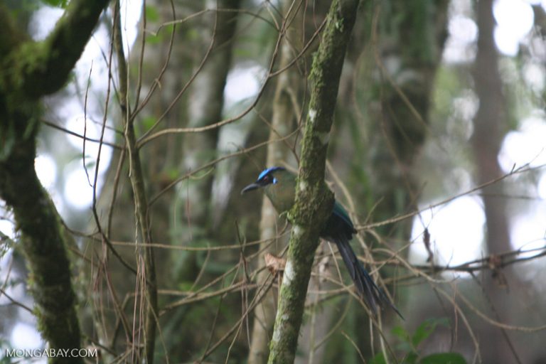 El pájaro péndulo tiene una peculiar cola en forma de raquetas. Hay hasta 6 subespecies en Colombia. Foto: Rhett A. Butler