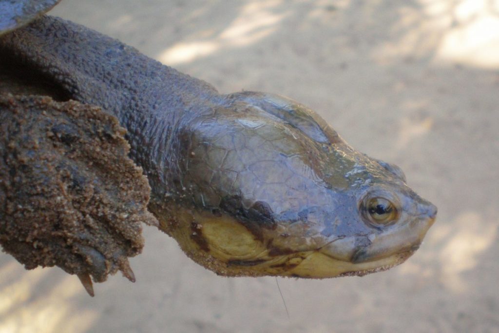 La tortuga carranchina ya estaba clasificada como en peligro de extinción, pero este estudio ha permitido conocer que el riesgo es mucho mayor. Foto: Germán Forero / WCS Colombia