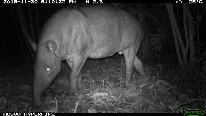 Danta o tapir (Tapirus terrestris) Foto: Angélica Diaz-Pulido – Instituto Humboldt.