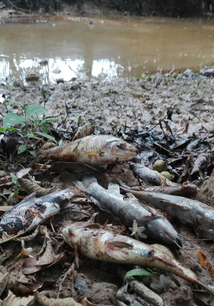 Cientos de peces muertos, una de las consecuencias del derrame de petróleo en Colombia. Foto: Cortesía Periódico Construyendo Región.