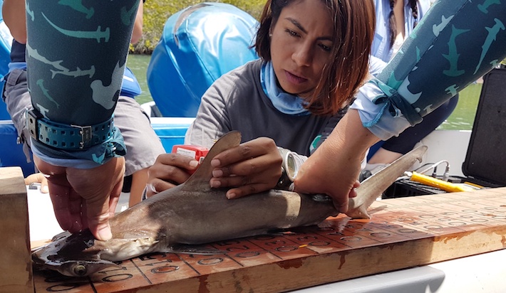 Científicos miden uno de los pequeños especímenes de tiburón martillo de la nueva guardería. Foto: Parque Nacional Galápagos