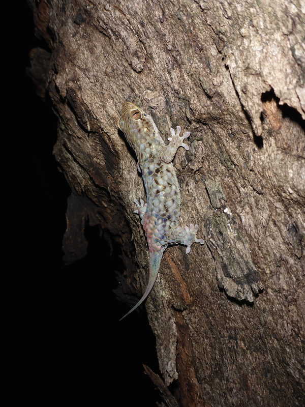 La nueva especie, Geckolepis megalepis, tiene escamas más grandes que las de las demás. Esta lagartija nocturna fue descubierta en las formaciones kársticas llamadas “tsingy” del norte de Madagascar. Fotografía de Frank Glaw, 2016