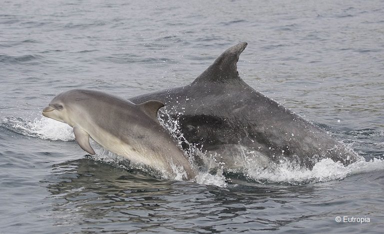 Nuevas investigaciones servirán para evaluar si los machos foráneos son padres o parientes de los delfines locales. Foto: Eutropía.