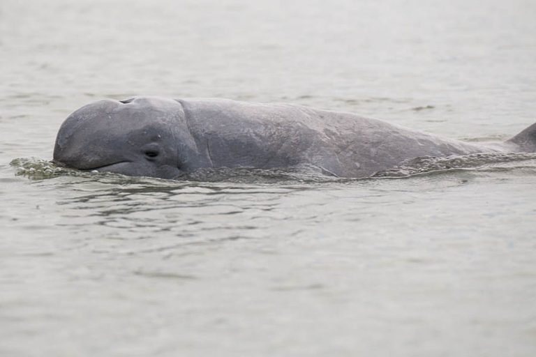 Un delfín de Irrawaddy en Camboya. La pesca insostenible ha conducido a la especie más cerca de la extinción. Foto cortesía de Stefan Brending/Wikimedia Commons con licencia bajo CC-by-sa-3.0 de